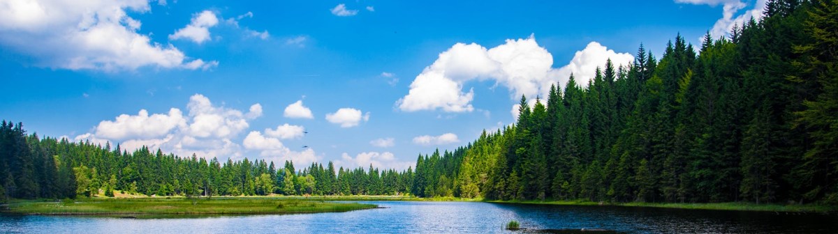 Direkt från skogen –&nbsp;biokomposit